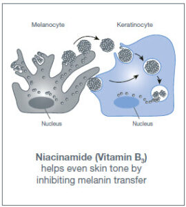 niacinamide inhibiting melanin transfer
